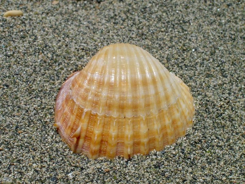 Acanthocardia paucicostata